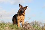 BERGER ALLEMAND 566
